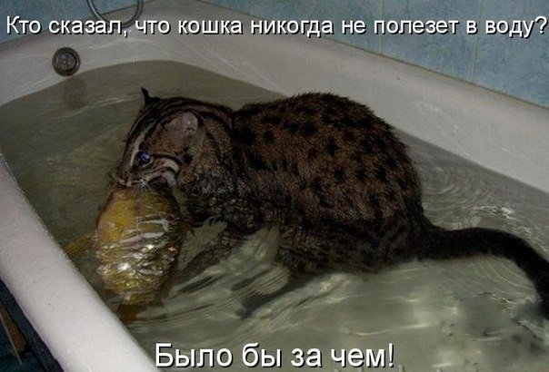 Прикольные картинки (117 фото)