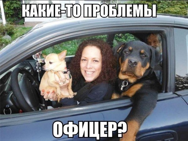 Прикольные картинки (117 фото)