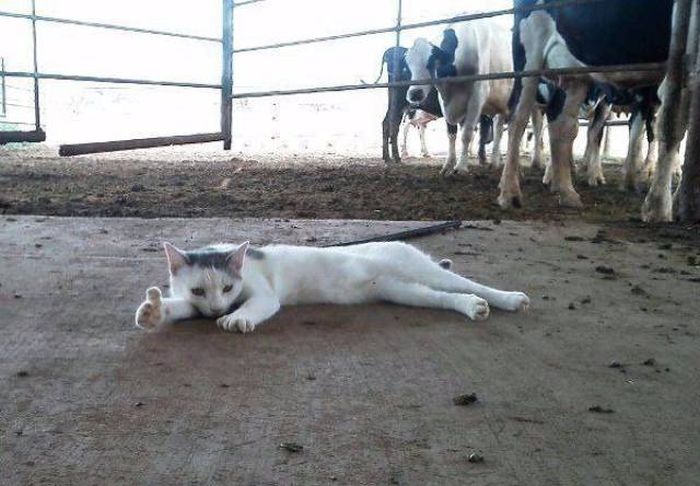Прикольные картинки
