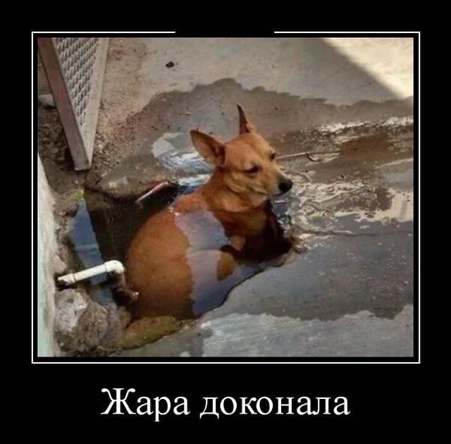 Демотиваторы