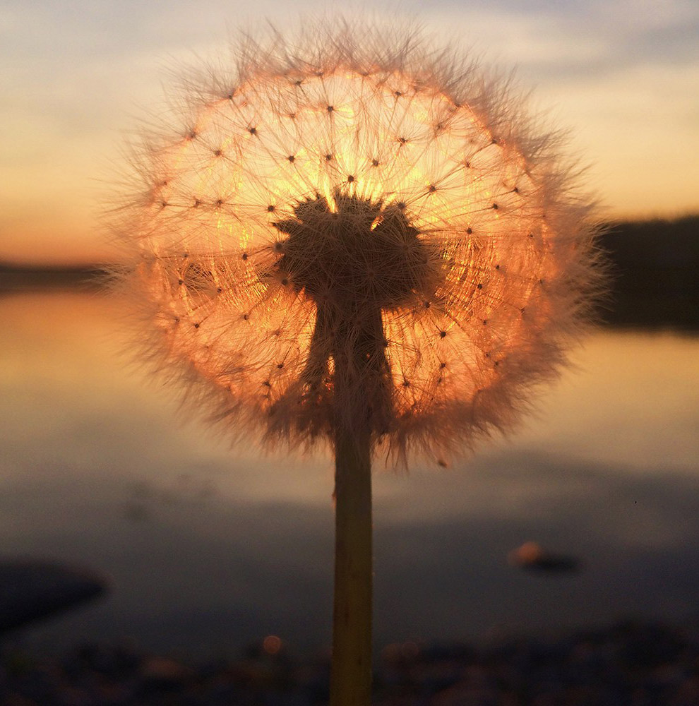Победители фотоконкурса iPhone Photography Awards Победители фотоконкурса iPhone Photography Awards
