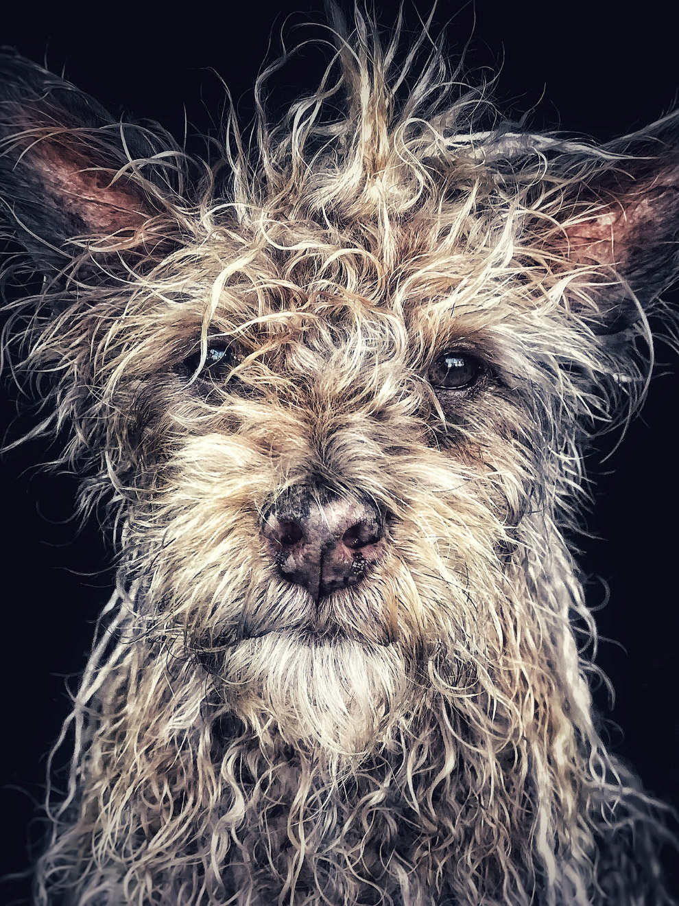 Победители фотоконкурса iPhone Photography Awards Победители фотоконкурса iPhone Photography Awards