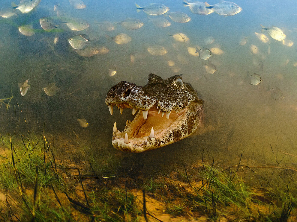 National Geographic: лучшие фотографии августа National Geographic: лучшие фотографии августа
