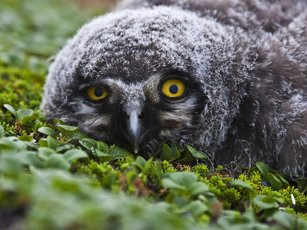 National Geographic: лучшие фотографии августа National Geographic: лучшие фотографии августа