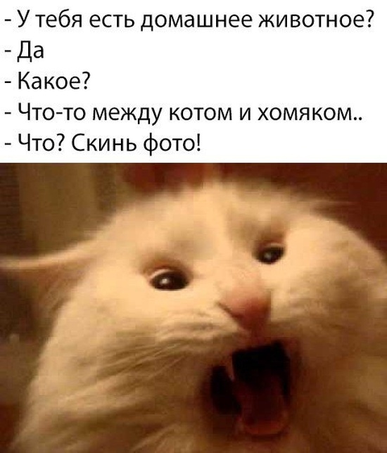 Юмор и забавные высказывания пользователей сети