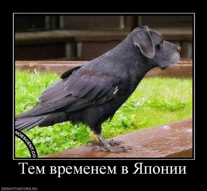 Демотиваторы (75 фото)