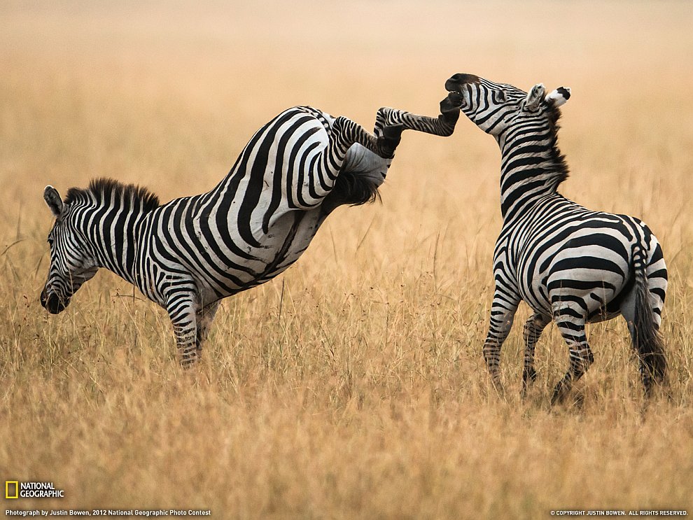 National Geographic: лучшие фотографии ноября National Geographic: лучшие фотографии ноября