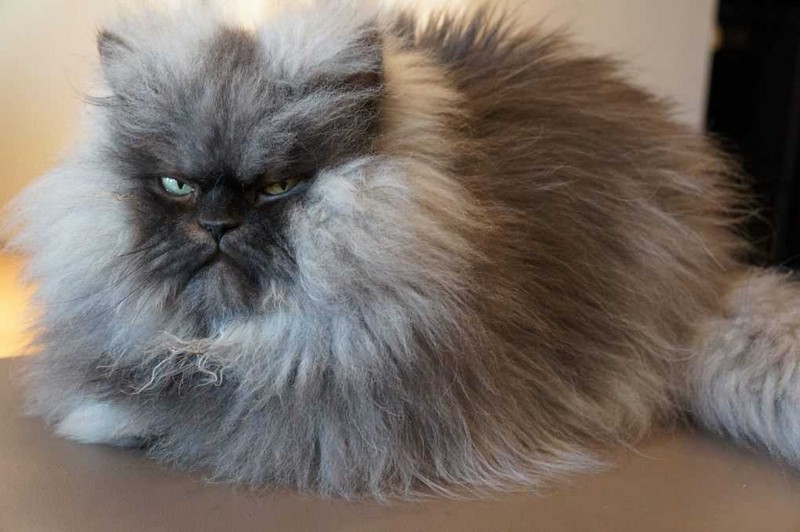 Самые знаменитые кошки Самые знаменитые кошки