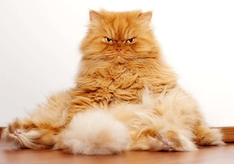 Самые знаменитые кошки Самые знаменитые кошки