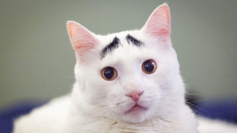 Самые знаменитые кошки Самые знаменитые кошки