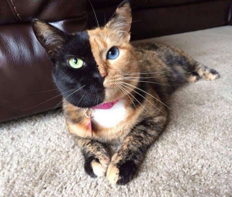 Самые знаменитые кошки Самые знаменитые кошки