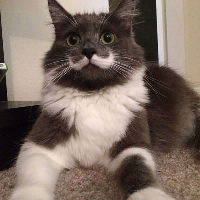 Самые знаменитые кошки Самые знаменитые кошки