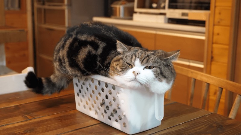 Самые знаменитые кошки Самые знаменитые кошки