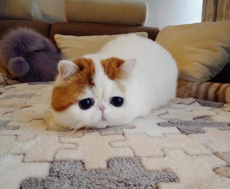 Самые знаменитые кошки Самые знаменитые кошки