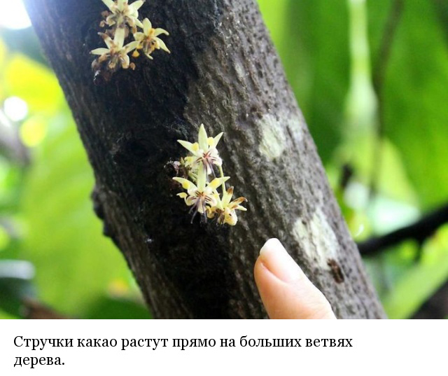 Как и из чего делают шоколад