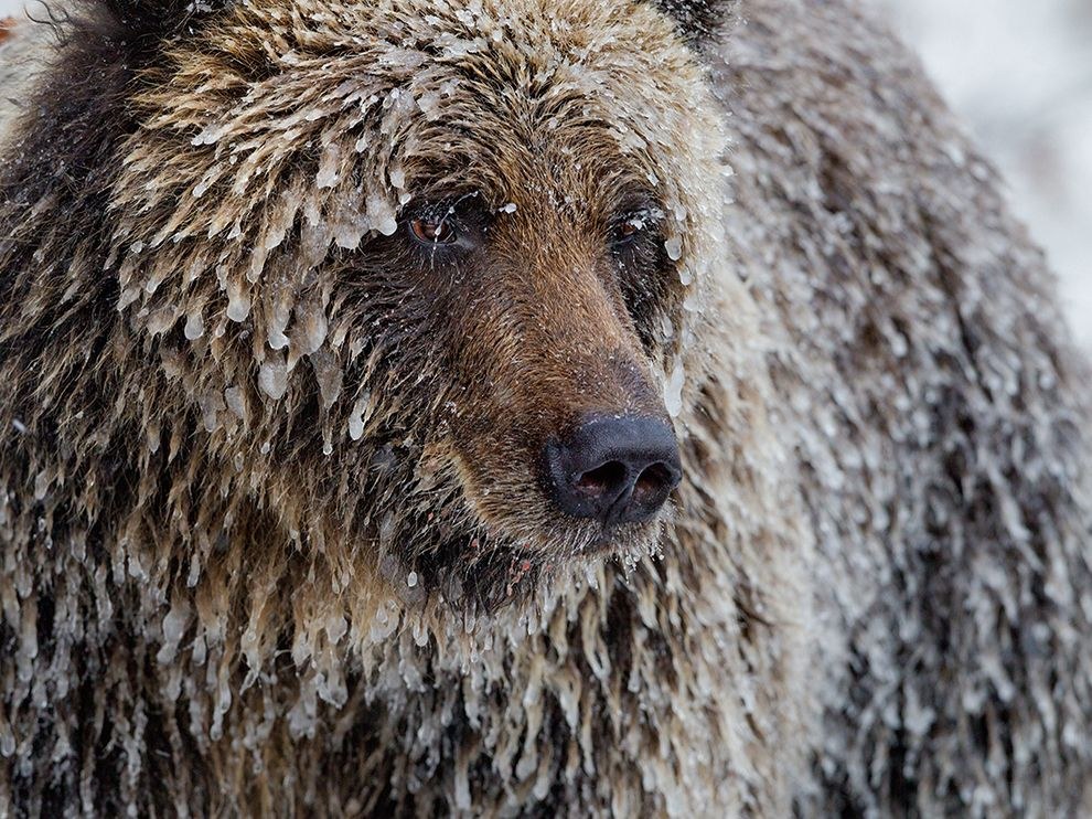 National Geographic: лучшие фотографии января National Geographic: лучшие фотографии января