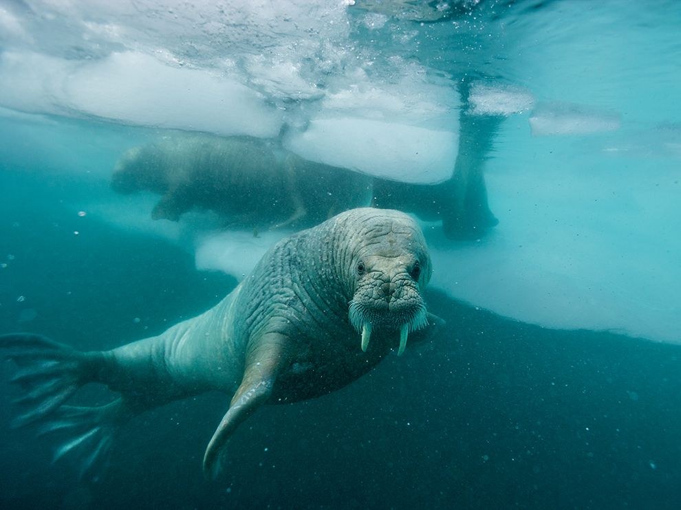 National Geographic: лучшие фотографии января National Geographic: лучшие фотографии января