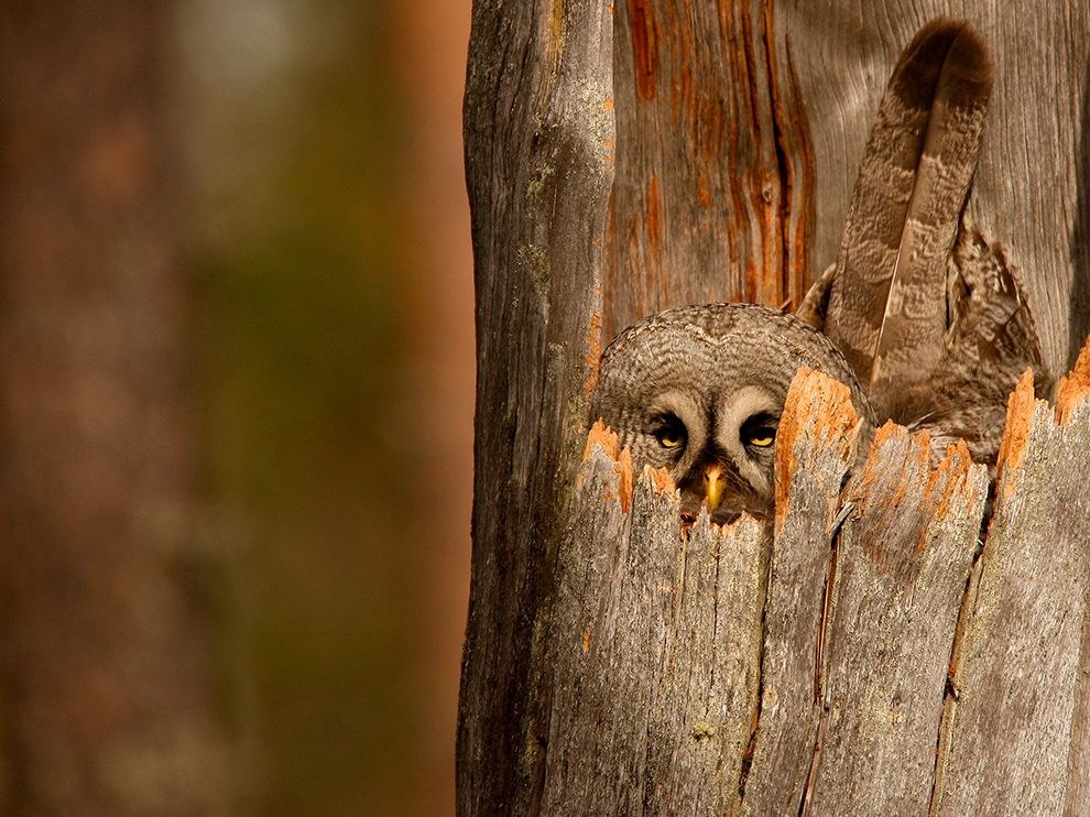 National Geographic: лучшие фотографии января National Geographic: лучшие фотографии января