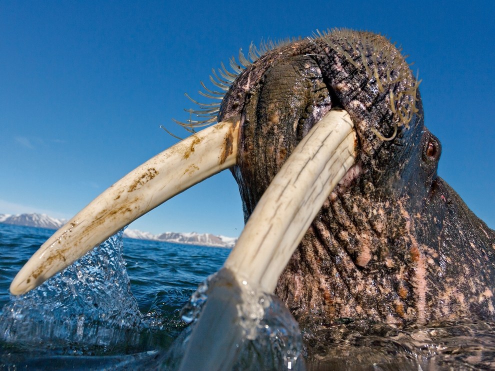 National Geographic: лучшие фотографии января National Geographic: лучшие фотографии января