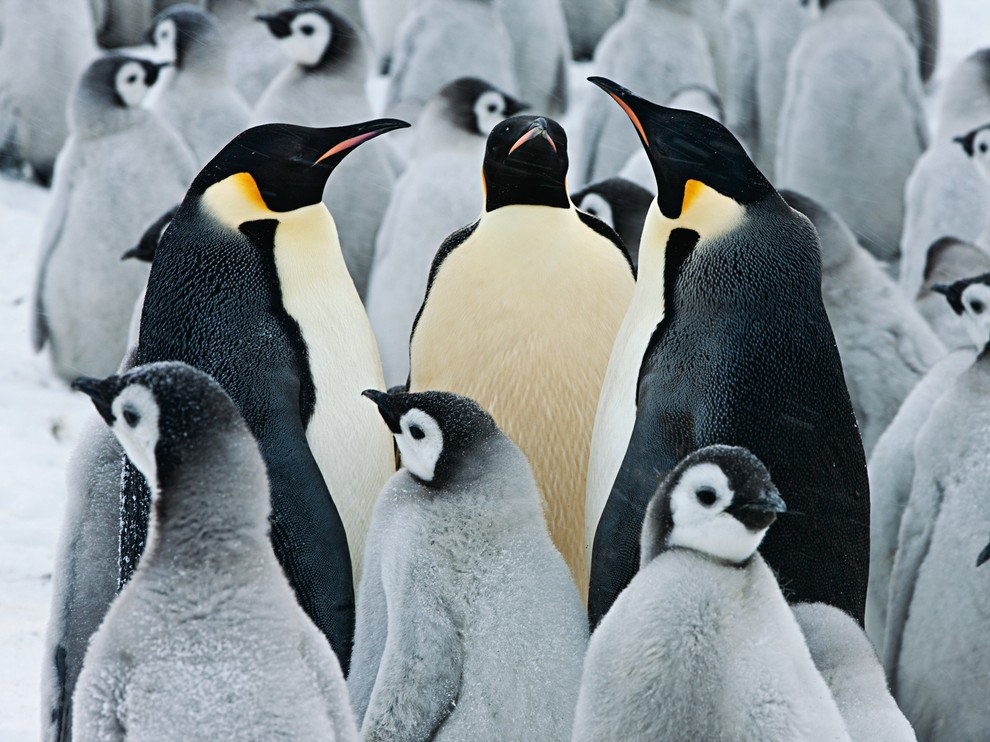National Geographic: лучшие фотографии января National Geographic: лучшие фотографии января