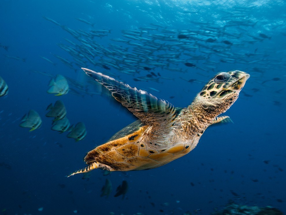National Geographic: лучшие фотографии января National Geographic: лучшие фотографии января