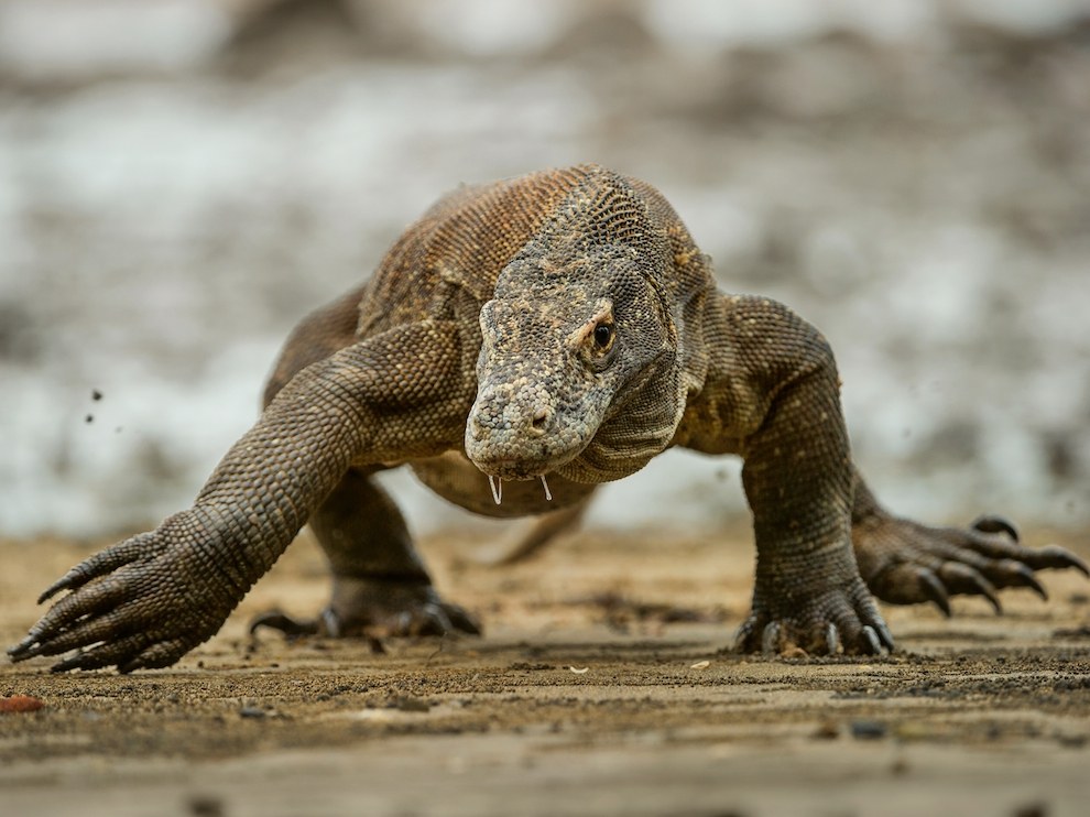 National Geographic: лучшие фотографии января National Geographic: лучшие фотографии января