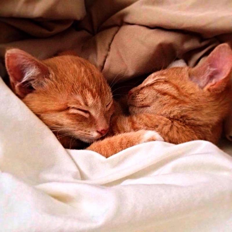 Забавные и симпатичные котэ