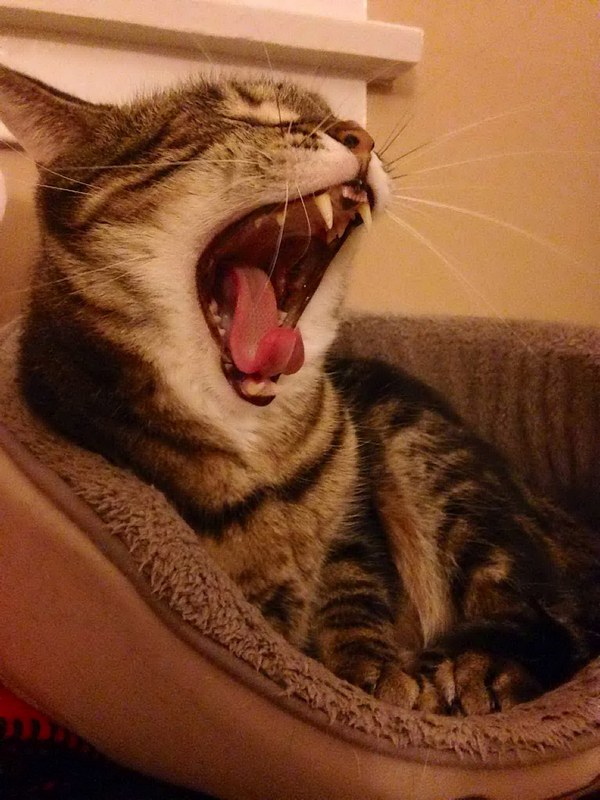 Забавные и симпатичные котэ