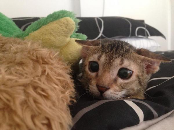 Забавные и симпатичные котэ