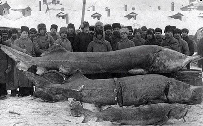 20 шокирующих исторических фактов, о которых вам точно не рассказывали в школе 20 шокирующих исторических фактов, о которых вам точно не рассказывали в школе