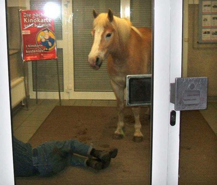 Эти смешные животные