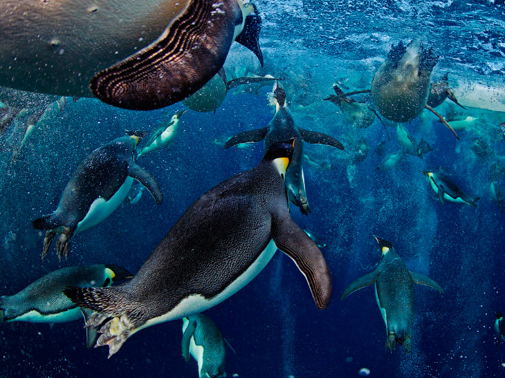 National Geographic: лучшие фотографии февраля National Geographic: лучшие фотографии февраля