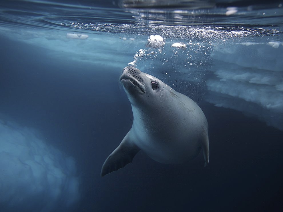 National Geographic: лучшие фотографии февраля National Geographic: лучшие фотографии февраля