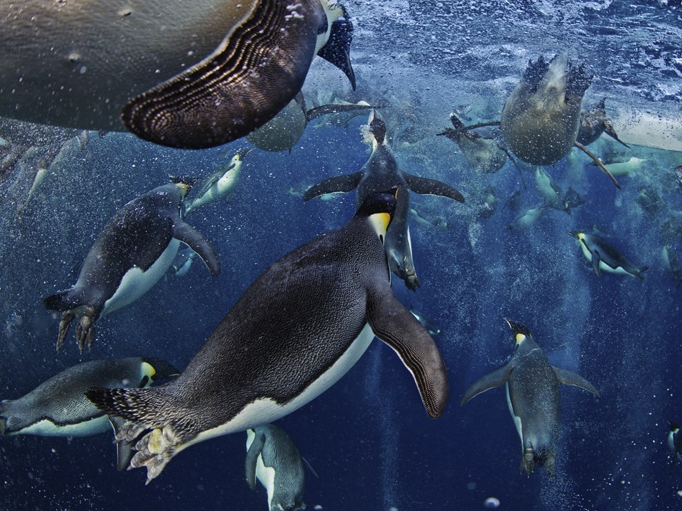 National Geographic: лучшие фотографии февраля National Geographic: лучшие фотографии февраля