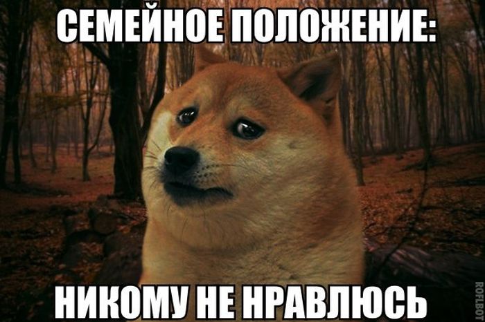 Порция картинок