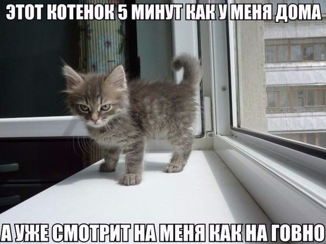 Весело до сумасшествия