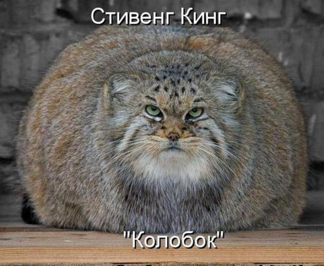 Весело до сумасшествия
