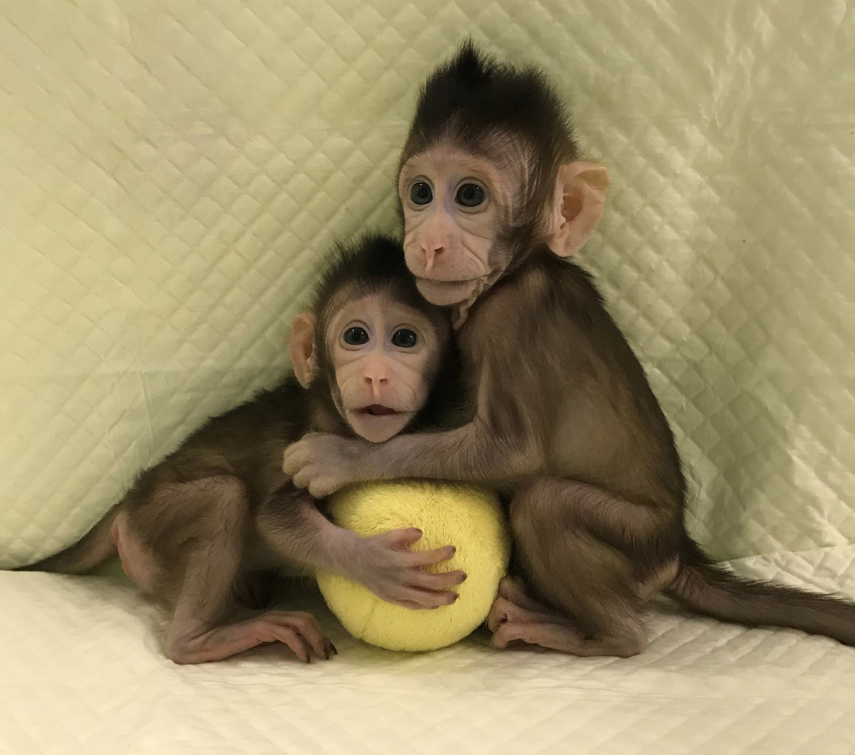 Фотографии животных за неделю Фотографии животных за неделю