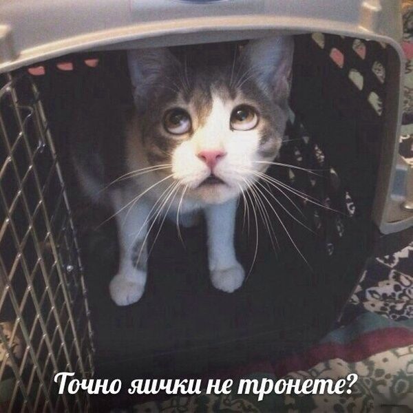 Порция картинок
