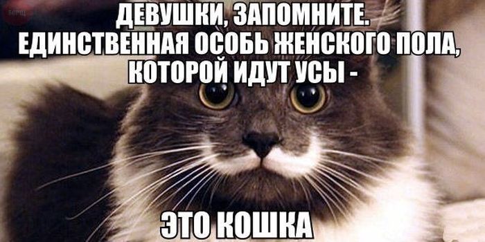 Порция картинок