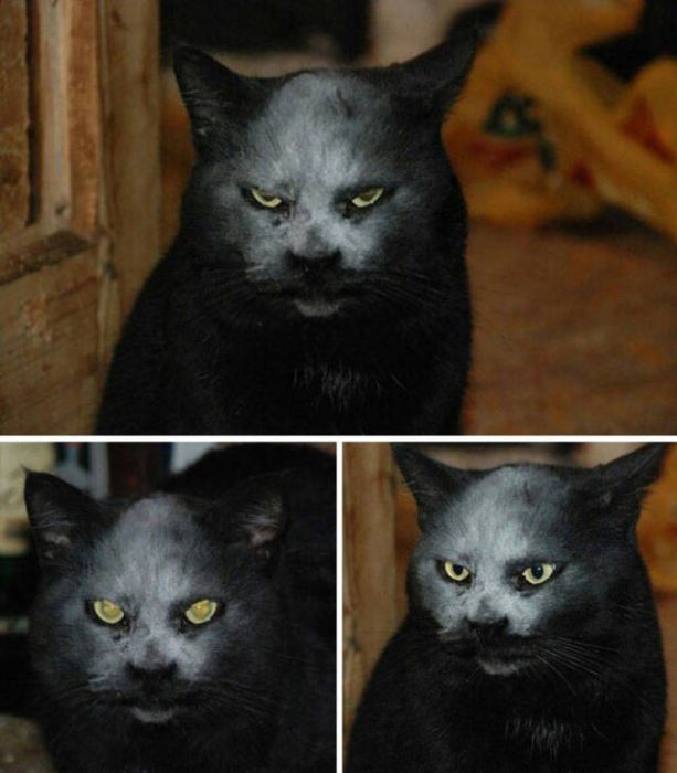 Животные, которые выглядят невероятно круто