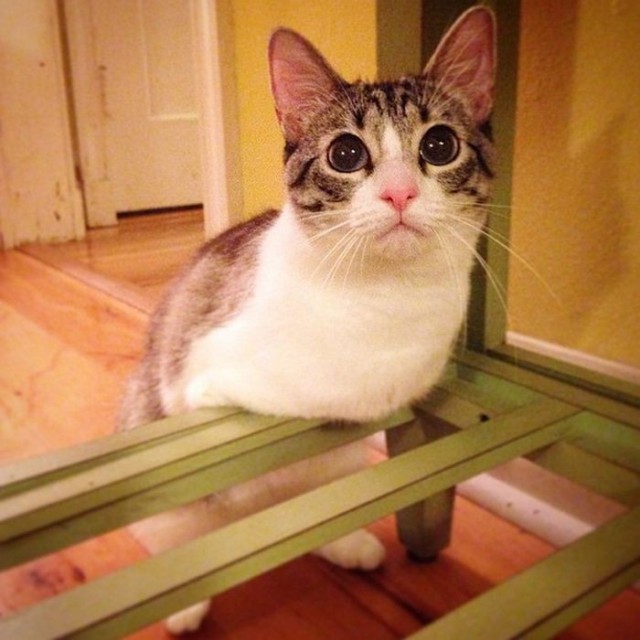 Кошка-инвалид по кличке Ру стала новой звездой Instagram