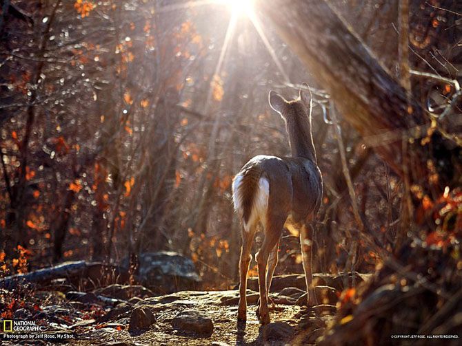 Лучшие фотографии National Geographic за июнь 2013 Лучшие фотографии National Geographic за июнь 2013