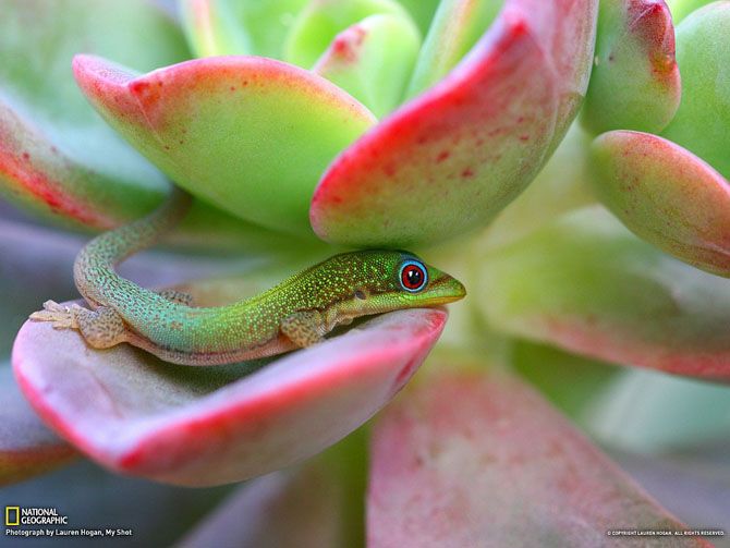 Лучшие фотографии National Geographic за июнь 2013 Лучшие фотографии National Geographic за июнь 2013