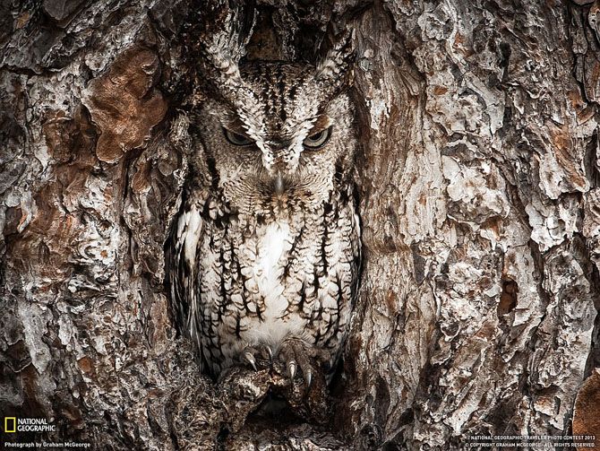 Лучшие фотографии National Geographic за июнь 2013 Лучшие фотографии National Geographic за июнь 2013