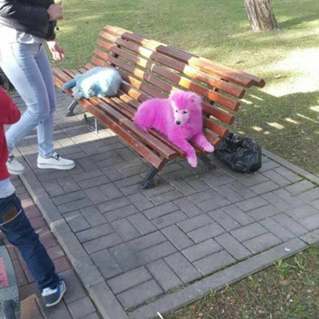 Под Геленджиком спасли розовых собак уличных фотографов Под Геленджиком спасли розовых собак уличных фотографов