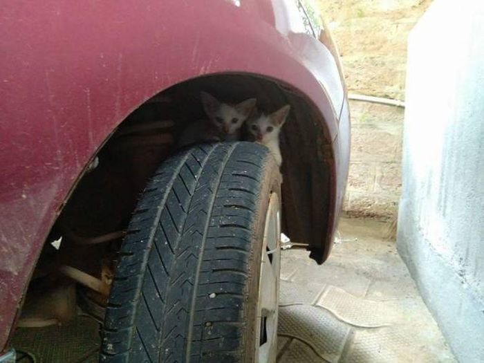 Прикольные картинки