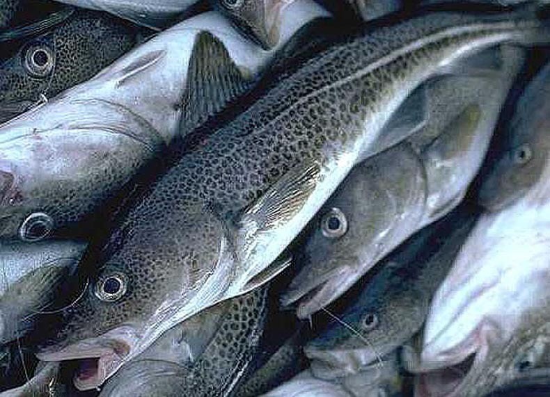 Китайская еда, которую лучше не пробовать Китайская еда, которую лучше не пробовать