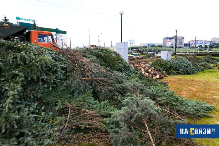 В Чебоксарах пожертвовали елями и газоном ради колеса обозрений и фастфуда