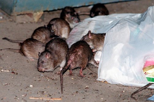 14 минусов Нью-Йорка и 5 вещей, ради которых эти минусы можно стерпеть 14 минусов Нью-Йорка и 5 вещей, ради которых эти минусы можно стерпеть